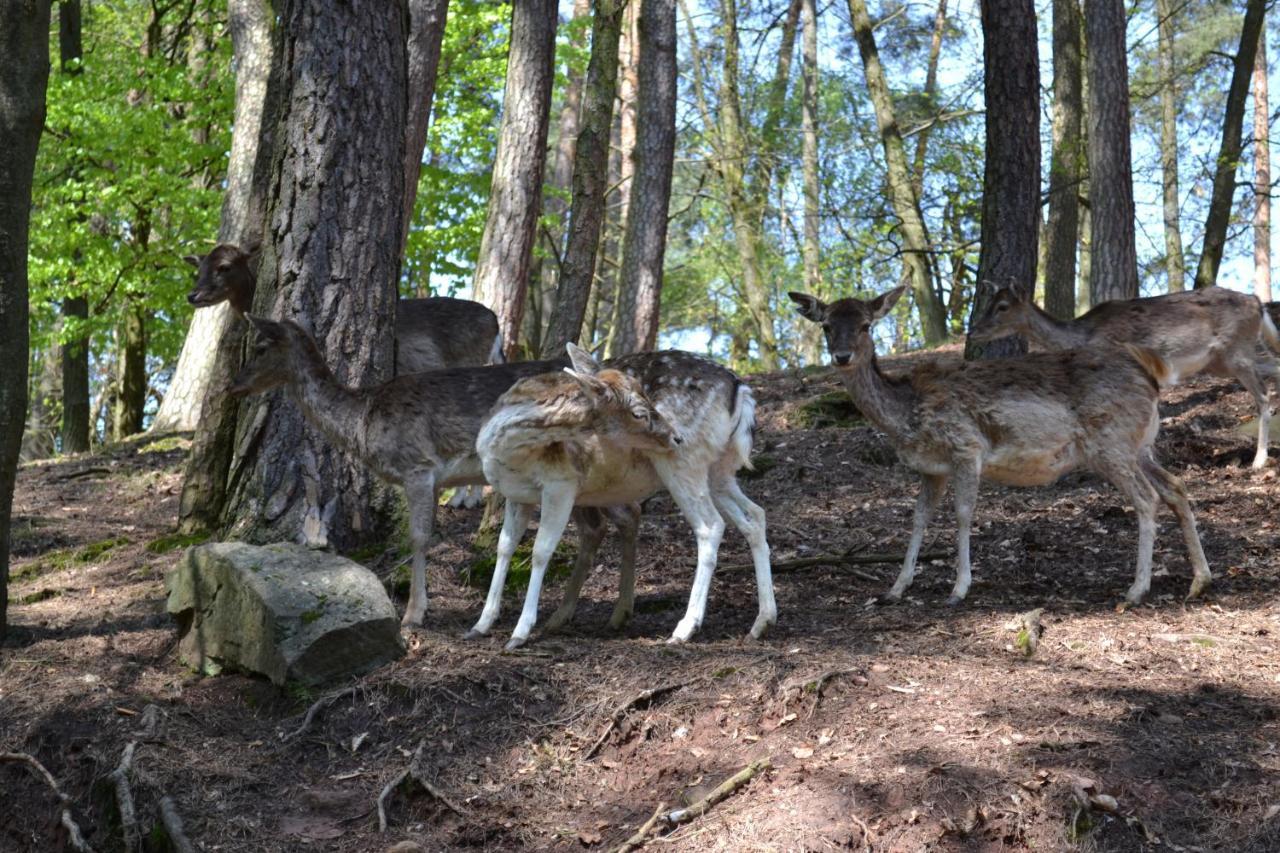 Zauber Der Pfalz Romerberg エクステリア 写真